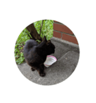 黒にゃんこねこ（個別スタンプ：5）