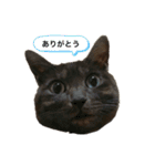 グリツナキャット245（個別スタンプ：17）