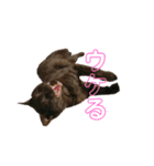 グリツナキャット245（個別スタンプ：22）