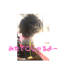 黒プードル吉右衛門でごじゃるよーpart2（個別スタンプ：11）