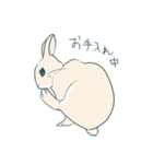 えくぼうさぎ もちまるの日常（個別スタンプ：5）