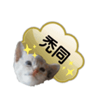 スラング☆こねこ（個別スタンプ：4）