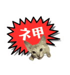 スラング☆こねこ（個別スタンプ：5）