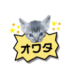 スラング☆こねこ（個別スタンプ：8）