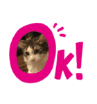 ねこparadise（個別スタンプ：1）