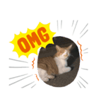 ねこparadise（個別スタンプ：6）