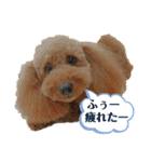 トイプーマモの戯言（個別スタンプ：2）