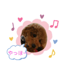 トイプーマモの戯言（個別スタンプ：7）
