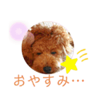 トイプーマモの戯言（個別スタンプ：16）