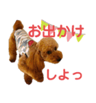 トイプーマモの戯言（個別スタンプ：18）
