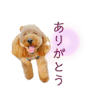 トイプーマモの戯言（個別スタンプ：20）