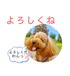 トイプーマモの戯言（個別スタンプ：21）