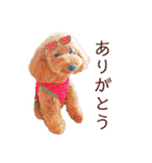 トイプーマモの戯言（個別スタンプ：23）