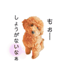 トイプーマモの戯言（個別スタンプ：24）