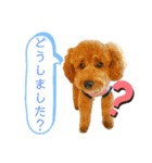トイプーマモの戯言（個別スタンプ：25）