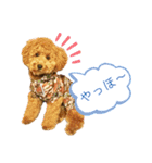 トイプーマモの戯言（個別スタンプ：28）