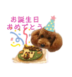 トイプーマモの戯言（個別スタンプ：29）