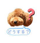 トイプーマモの戯言（個別スタンプ：31）