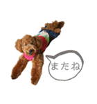 トイプーマモの戯言（個別スタンプ：32）