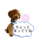 トイプーマモの戯言（個別スタンプ：33）