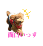 トイプーマモの戯言（個別スタンプ：34）