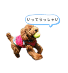 トイプーマモの戯言（個別スタンプ：35）