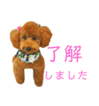トイプーマモの戯言（個別スタンプ：36）