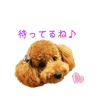 トイプーマモの戯言（個別スタンプ：38）