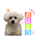 白もふトイプードルぷうちゃん:)（個別スタンプ：3）
