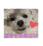 白もふトイプードルぷうちゃん:)（個別スタンプ：4）