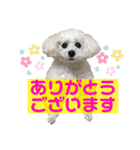 白もふトイプードルぷうちゃん:)（個別スタンプ：6）