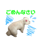 白もふトイプードルぷうちゃん:)（個別スタンプ：7）