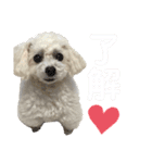 白もふトイプードルぷうちゃん:)（個別スタンプ：8）