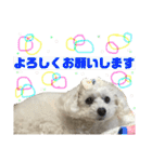 白もふトイプードルぷうちゃん:)（個別スタンプ：9）