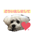 白もふトイプードルぷうちゃん:)（個別スタンプ：10）