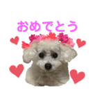白もふトイプードルぷうちゃん:)（個別スタンプ：11）