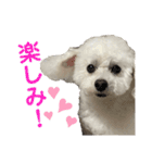 白もふトイプードルぷうちゃん:)（個別スタンプ：12）