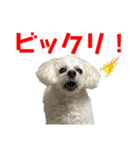 白もふトイプードルぷうちゃん:)（個別スタンプ：15）