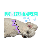 白もふトイプードルぷうちゃん:)（個別スタンプ：16）