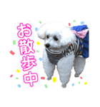 白もふトイプードルぷうちゃん:)（個別スタンプ：19）