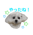 白もふトイプードルぷうちゃん:)（個別スタンプ：20）