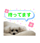 白もふトイプードルぷうちゃん:)（個別スタンプ：21）