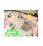 白もふトイプードルぷうちゃん:)（個別スタンプ：24）
