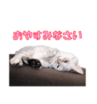 うちのにゃんにゃんスタンプ（個別スタンプ：3）