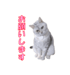 うちのにゃんにゃんスタンプ（個別スタンプ：4）