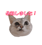 うちのにゃんにゃんスタンプ（個別スタンプ：8）