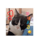 シロナクロナ3（個別スタンプ：1）