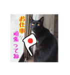 シロナクロナ3（個別スタンプ：5）
