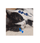 シロナクロナ3（個別スタンプ：7）