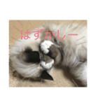 ラグドール猫のマイケル（個別スタンプ：1）